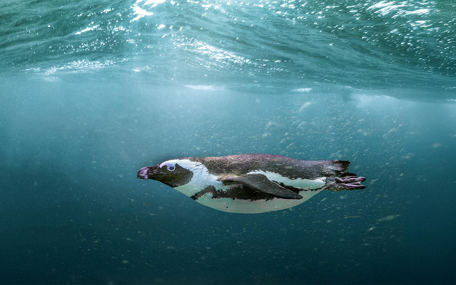 SEA LIFE Aquarium Busan Entry Tickets with Lotte Voucher Image 3