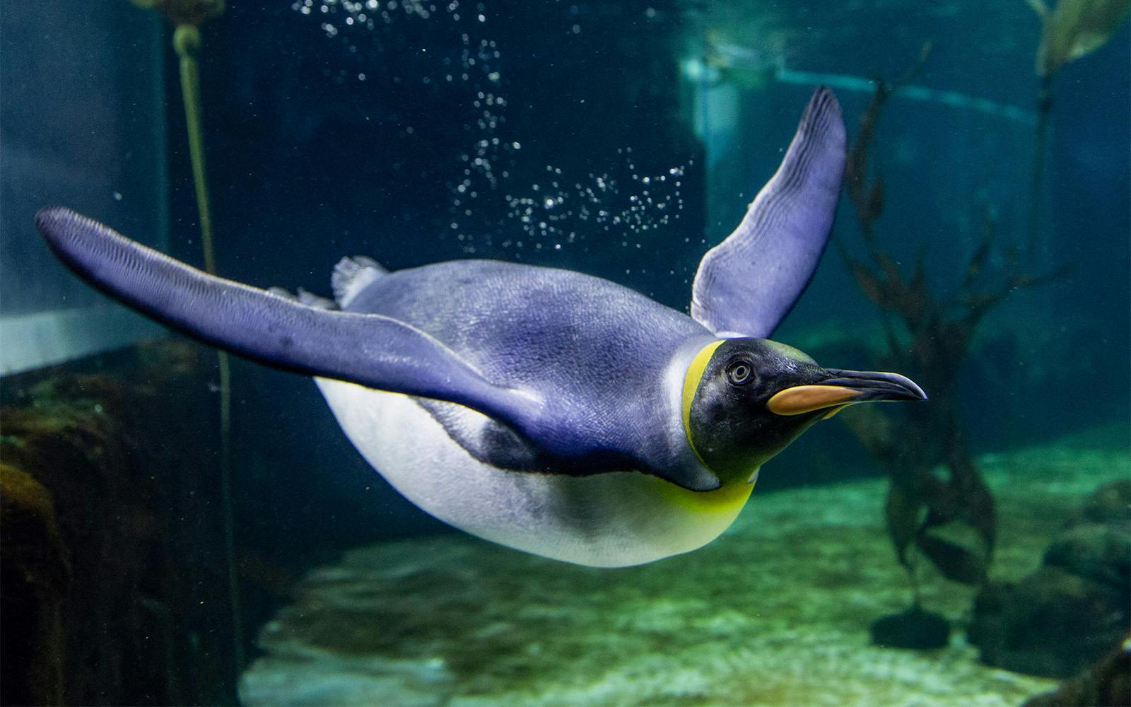 SEA LIFE Sydney Aquarium Tickets Image 3