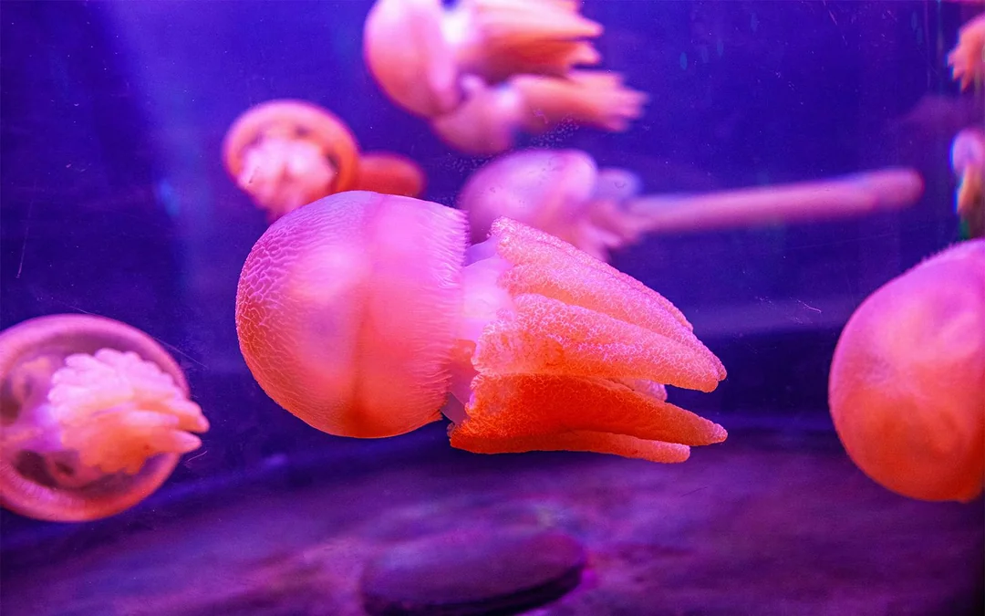 SEA LIFE Sydney Aquarium Tickets Image 4