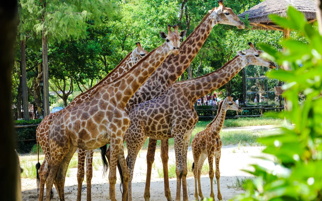 Shanghai Wild Animal Park Tickets Image 2