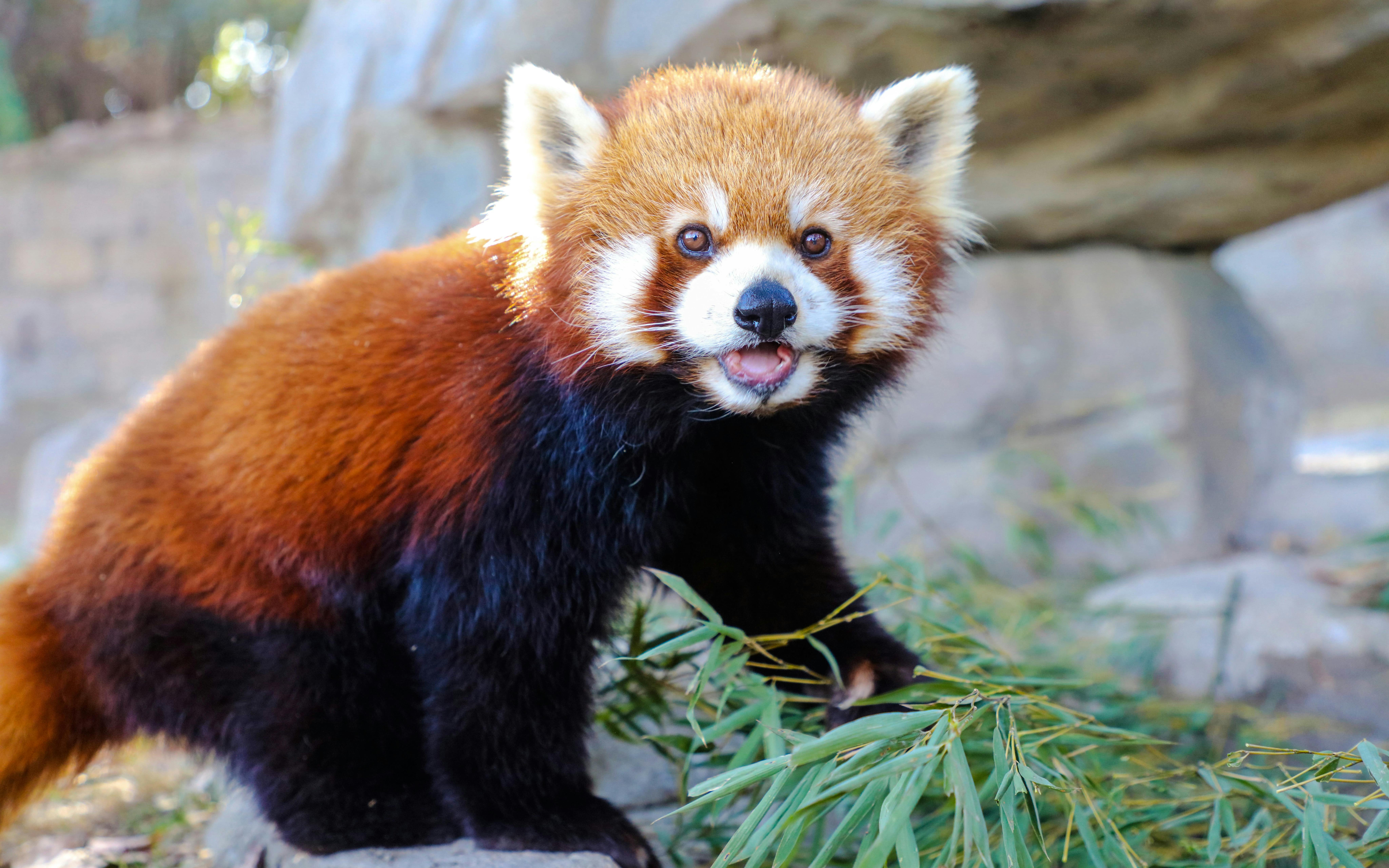 Shanghai Wild Animal Park Tickets Image 9