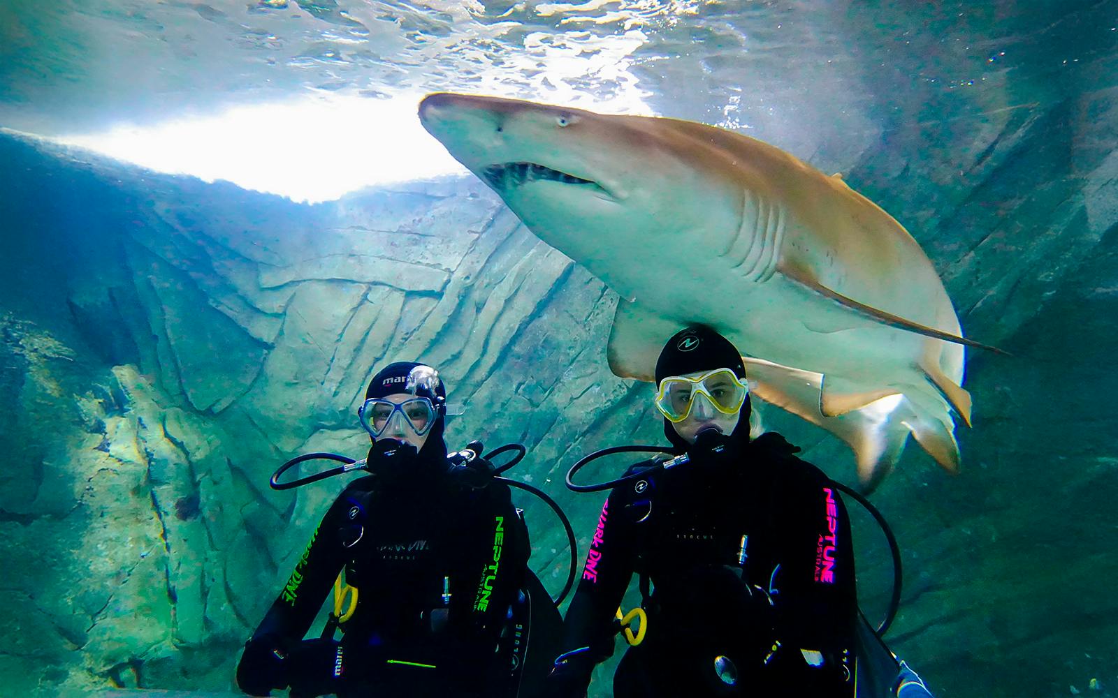 Shark Dive Xtreme Tickets at SEA LIFE Sydney Aquarium Image 1