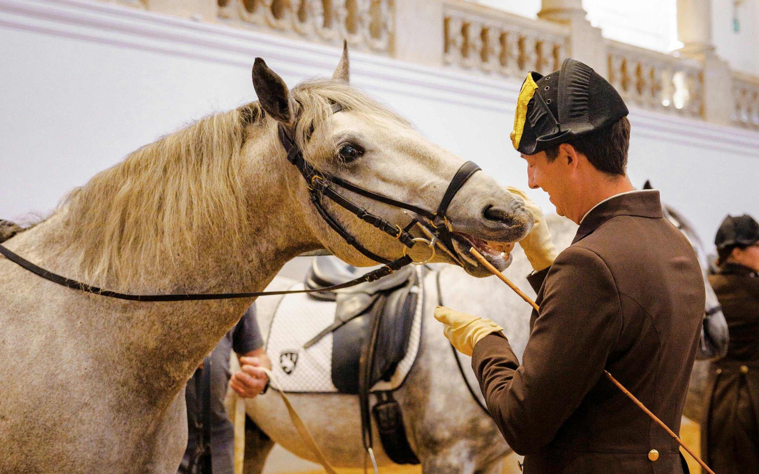 Spanish Riding School Performance of the Lipizzans (70 min) Image 6