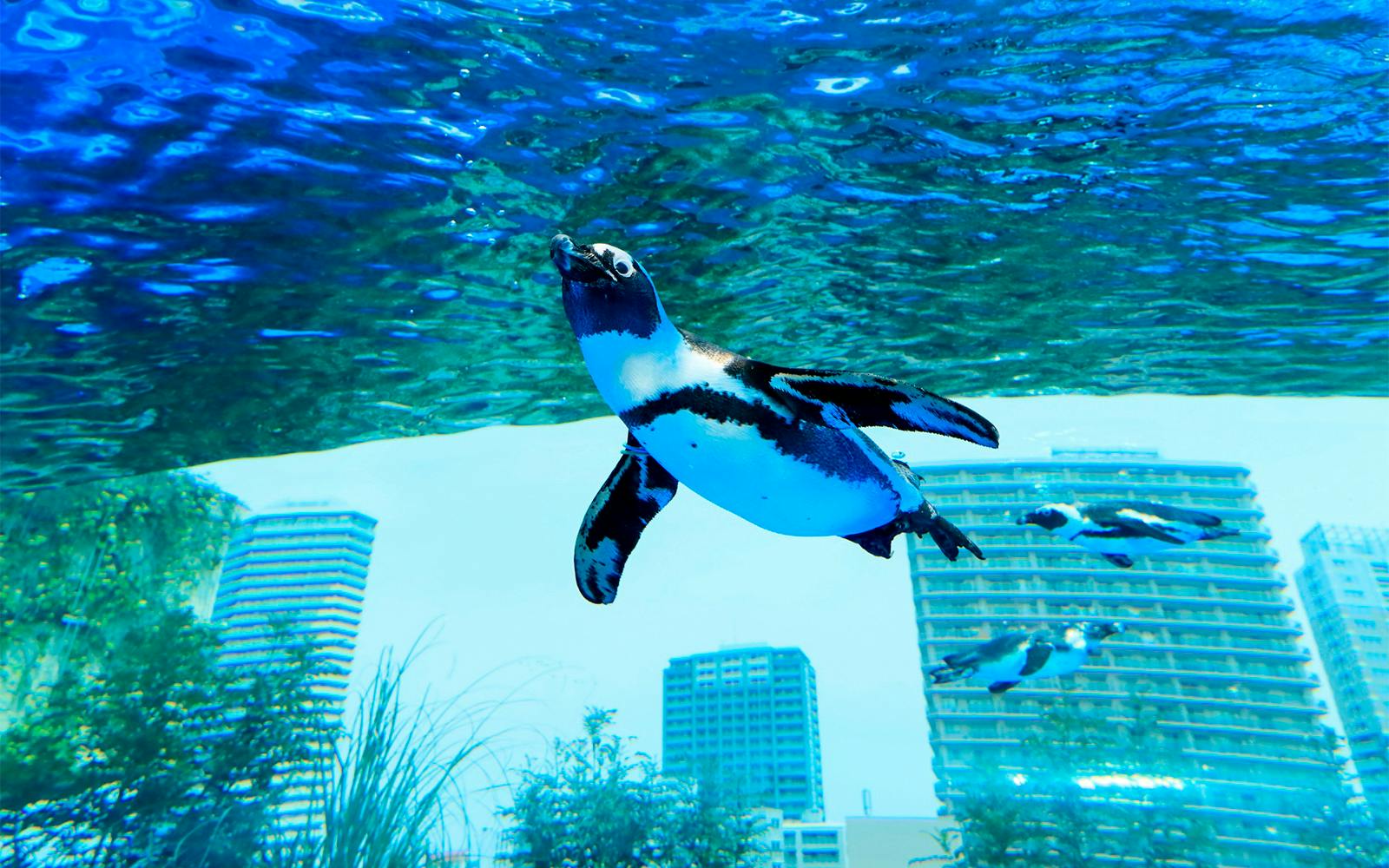 Sunshine Aquarium Tickets Image 1