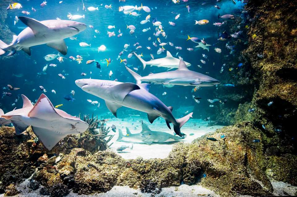 Sydney Attractions Combo Ticket｜Australia