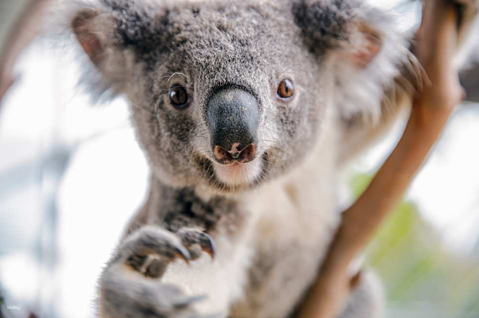 Sydney Attractions Combo Ticket｜Australia