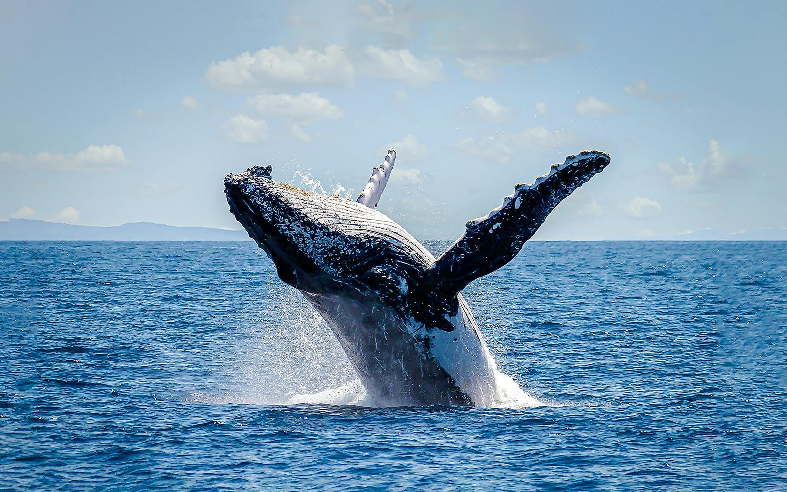 Sydney Harbour Whale Watching Cruise by Captain Cook Image 4