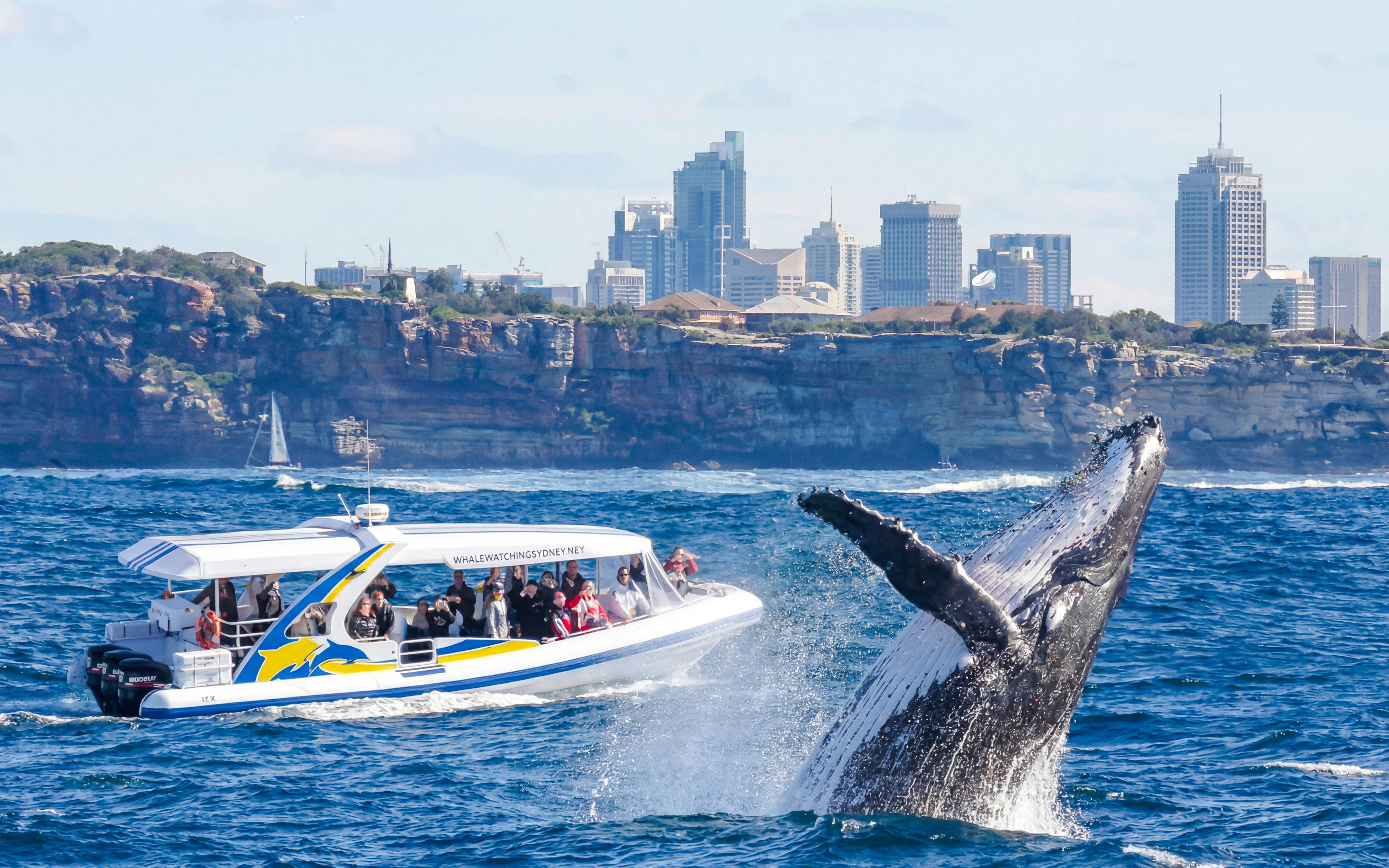 Sydney Whale Watching Cruise with 3 Viewing Decks by Fantasea Image 1