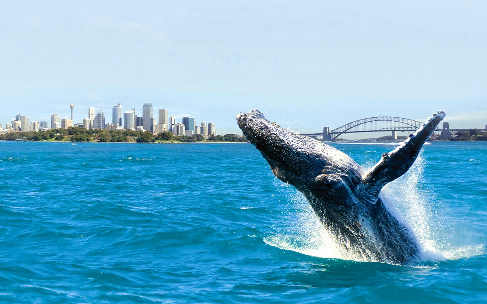 Sydney Whale Watching Cruise with Brekkie/ BBQ Lunch Image 4