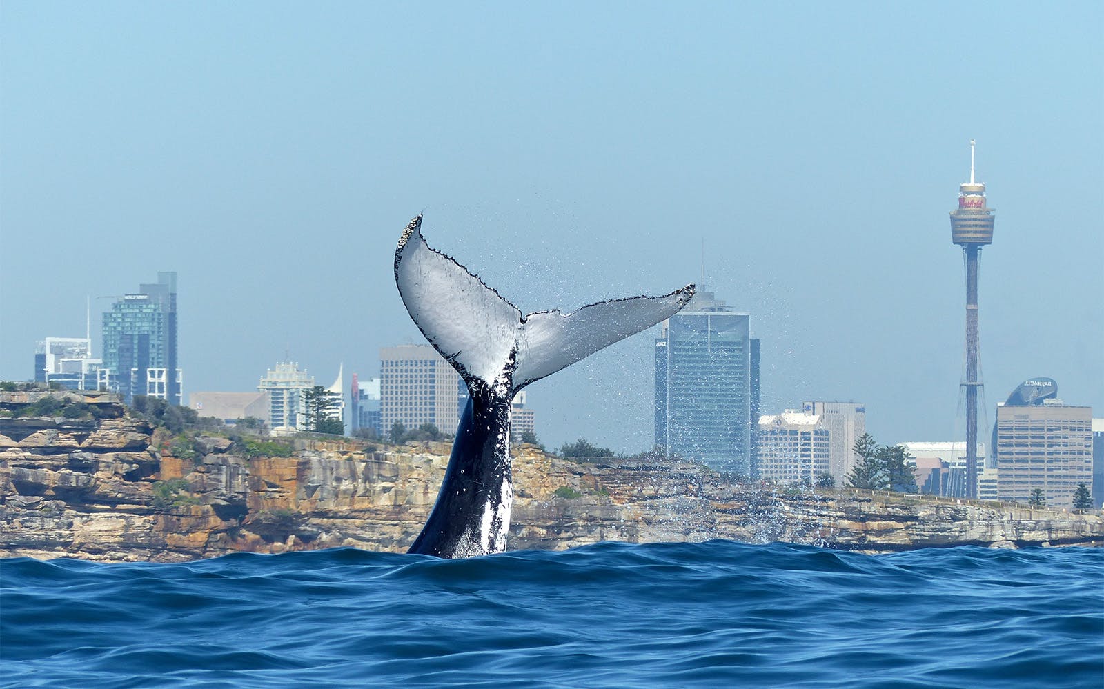 Sydney Whale Watching Cruise with Brekkie/ BBQ Lunch Image 5