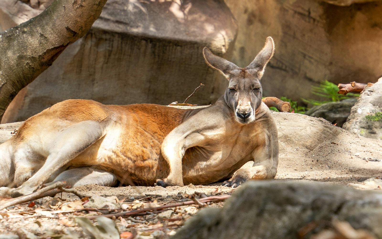 Taronga Zoo Tickets Image 2