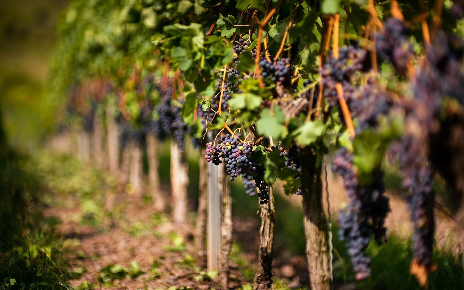 Taste of Chianti: Countryside Flavors & Vineyard Tour and Tastings Image 5