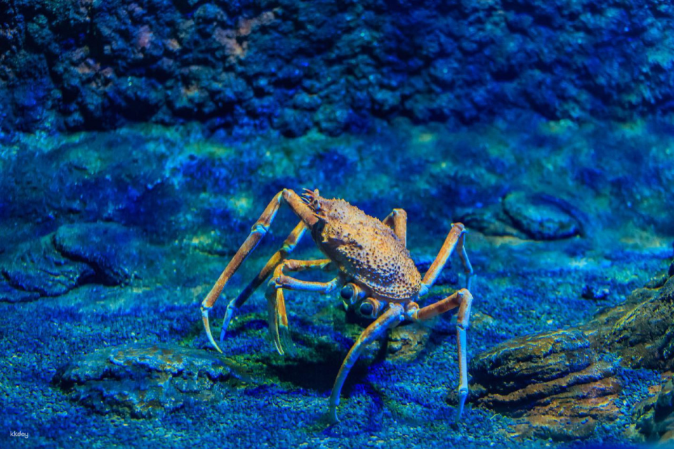 The National Aquarium Abu Dhabi Ticket