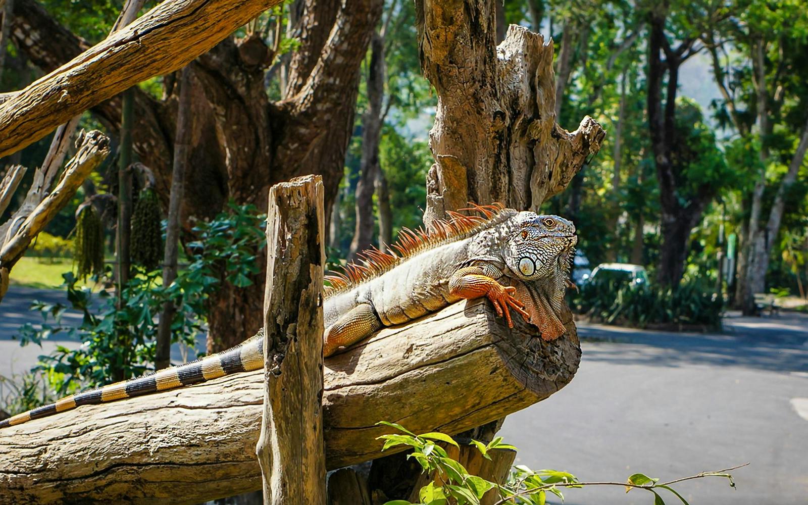 Tickets to Khao Kheow Open Zoo Image 9