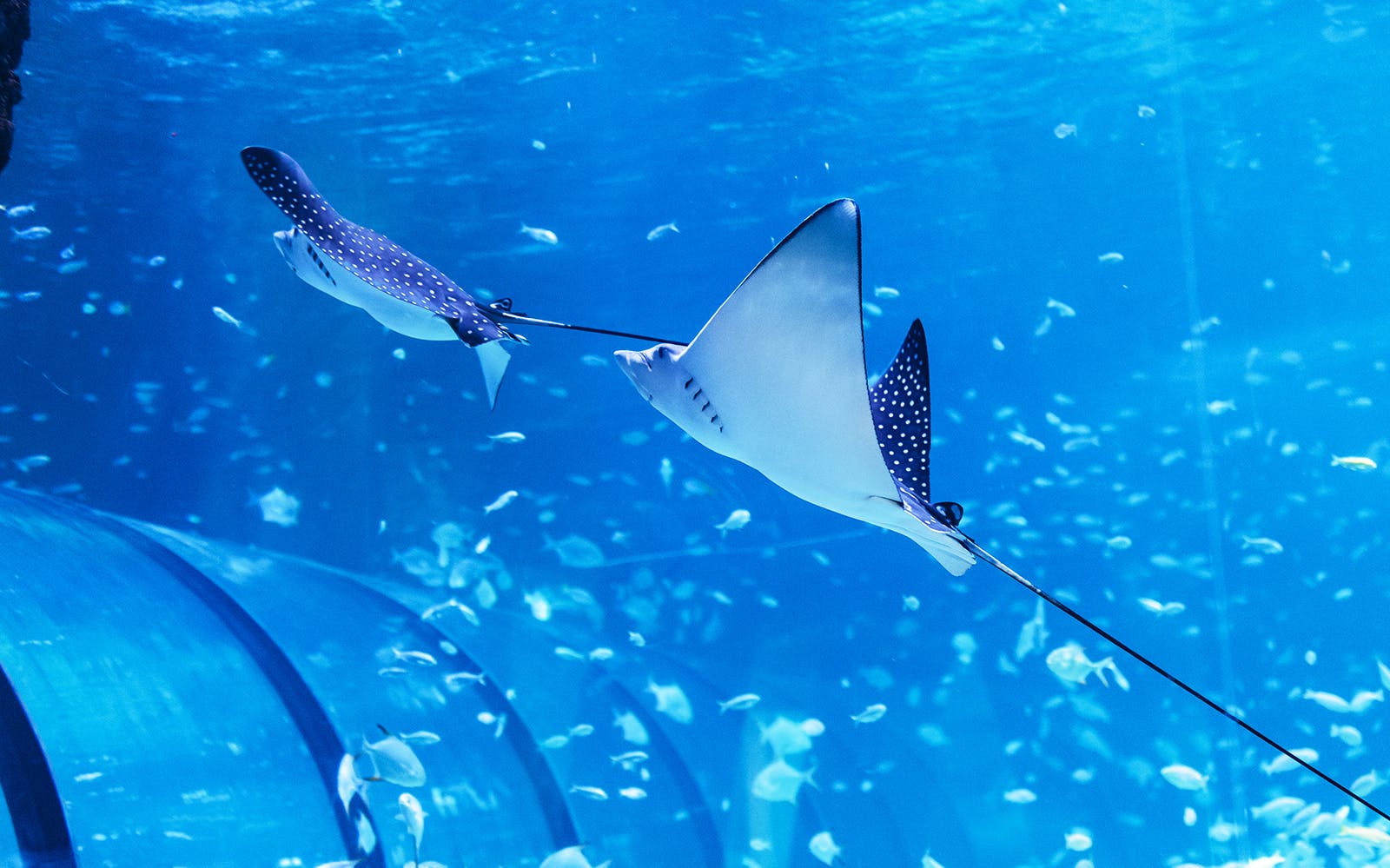 Tickets to National Aquarium Abu Dhabi with Bu Tinah Dhow Experience Image 3