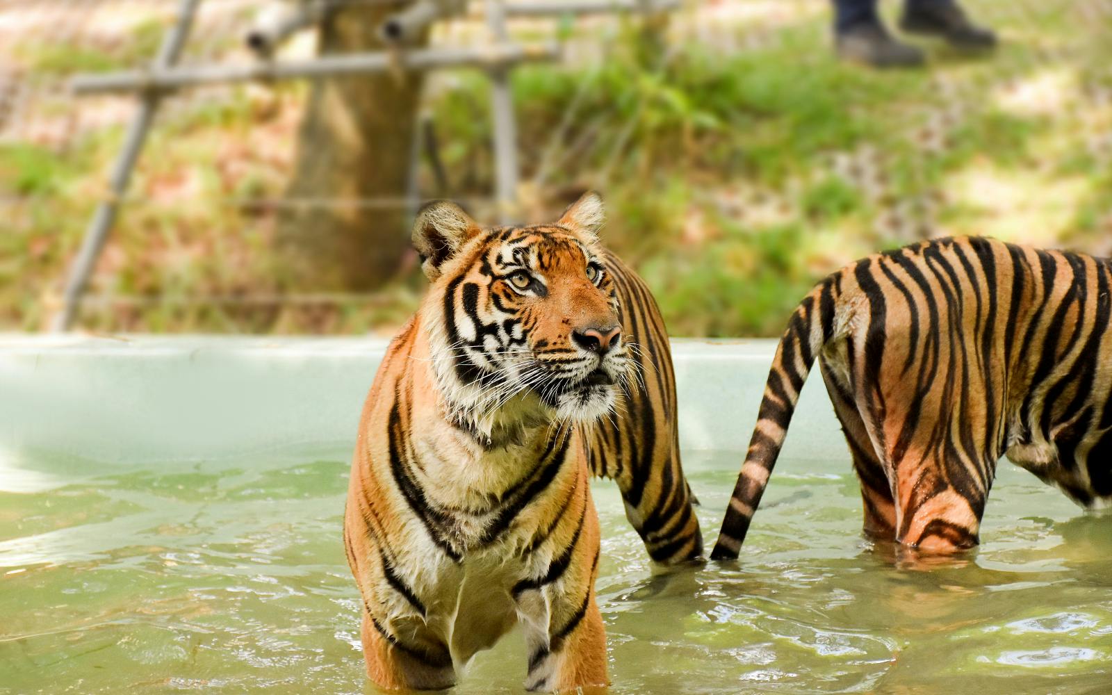Tiger Kingdom Tickets with Private Transfers & Tiger Interaction  Image 2