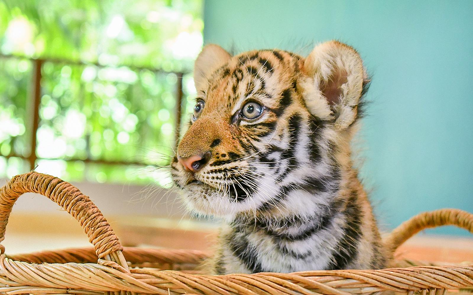 Tiger Park Tickets with Tiger Interactions Image 5