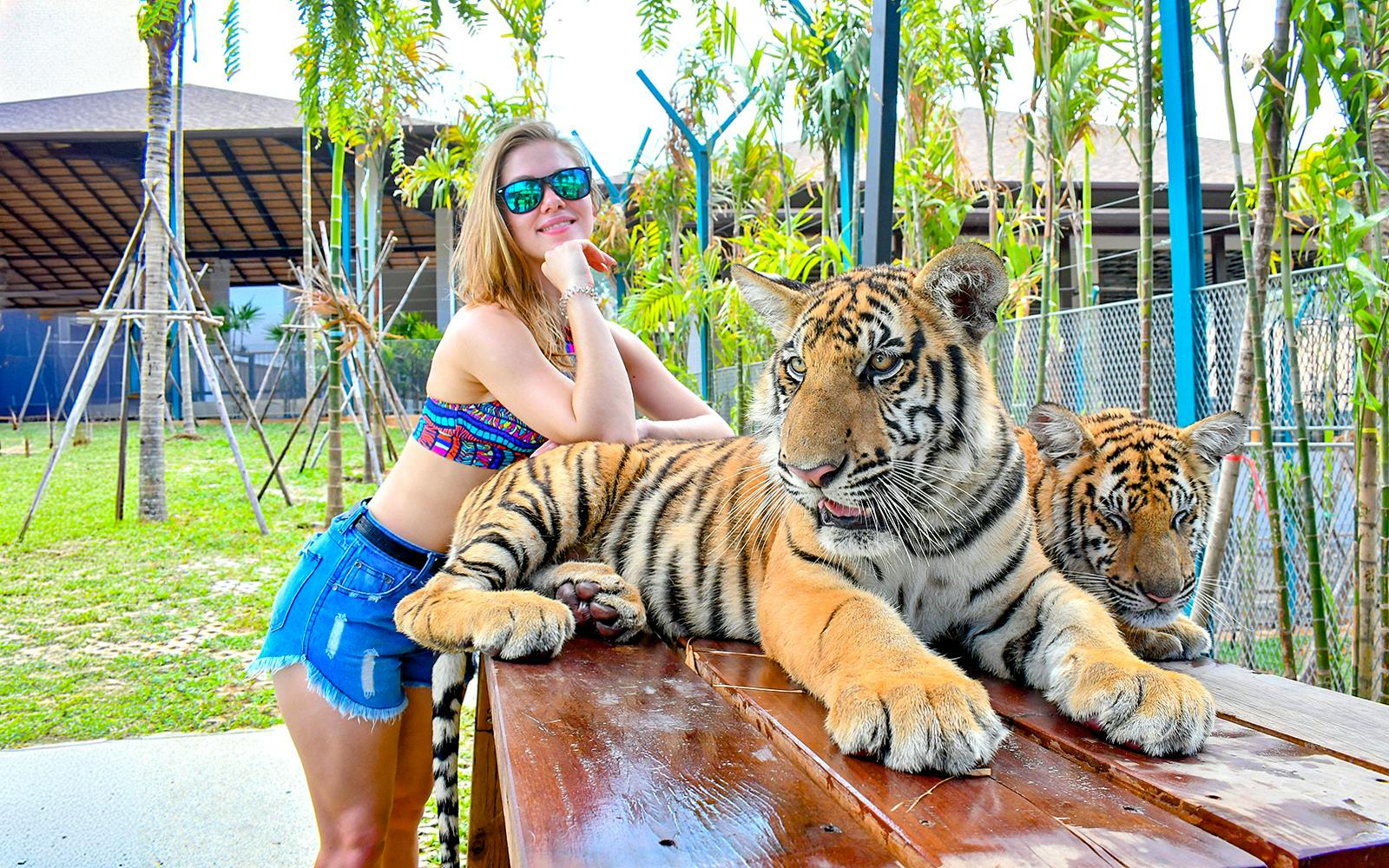 Tiger Park Tickets with Tiger Play Packages Image 5