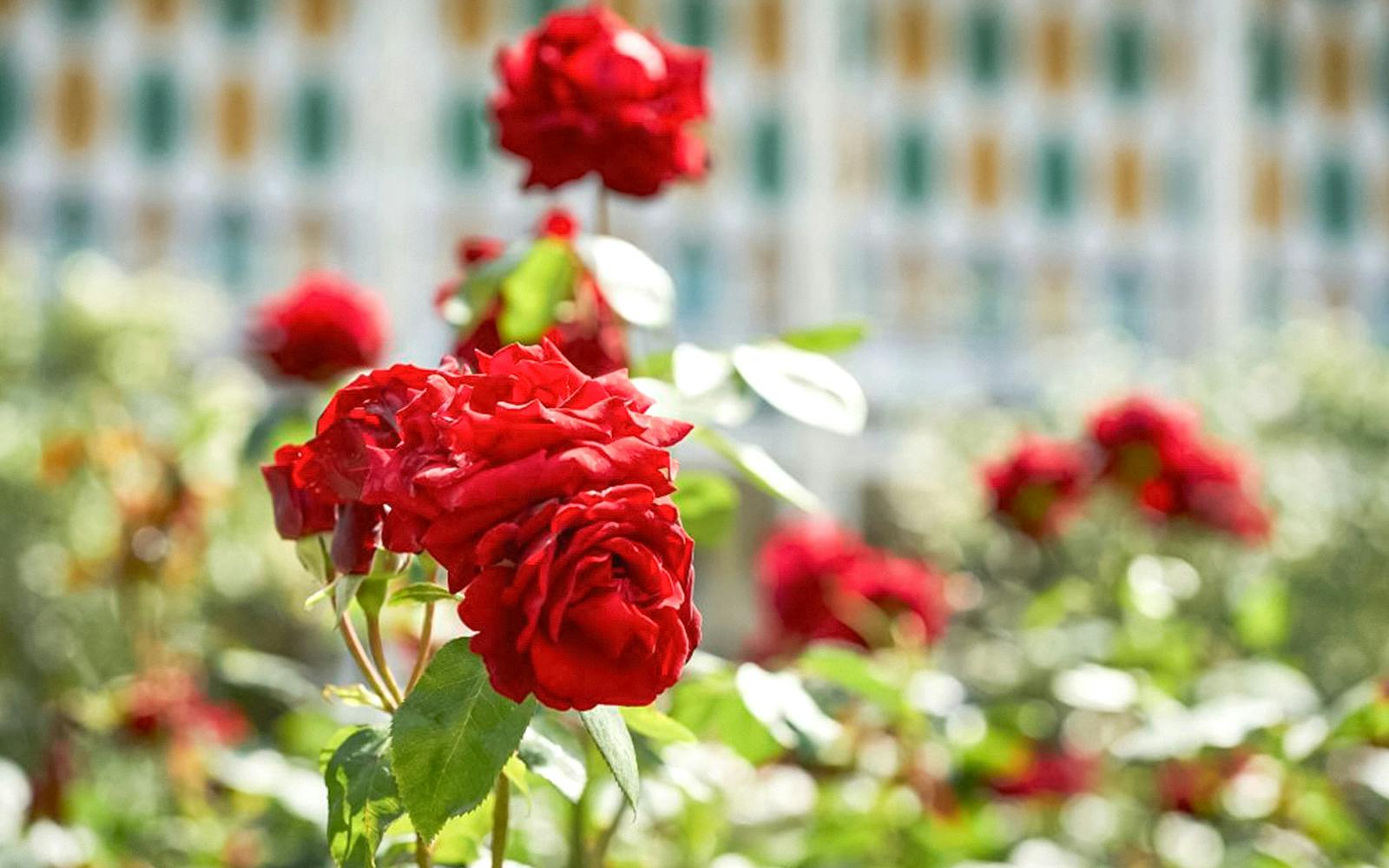 Tivoli Gardens Entry Tickets with Unlimited Ride Pass Image 10