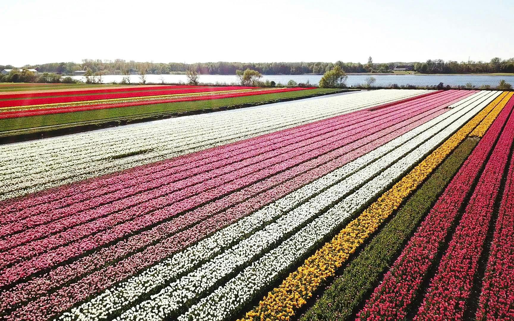 Tulip & Flower Fields Near Keukenhof: Self-Drive GPS Audio Tour for 2 People Image 7