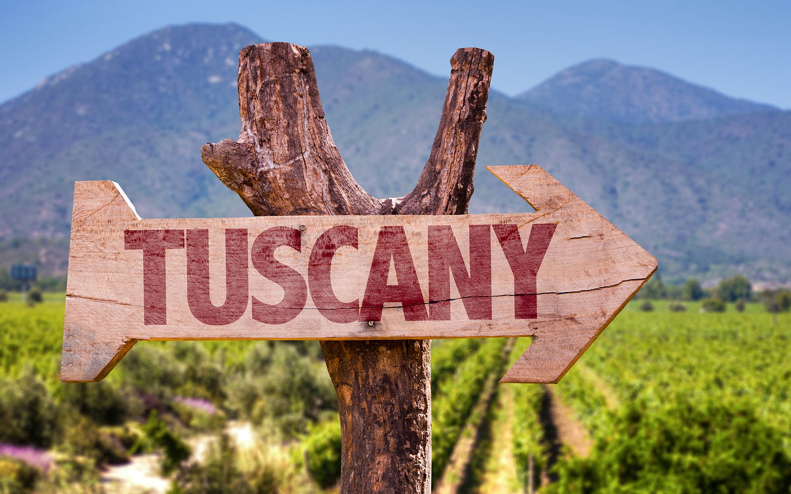 Tuscany Wine and Olive Oil Trail: Small-Group Tour From Florence Image 7