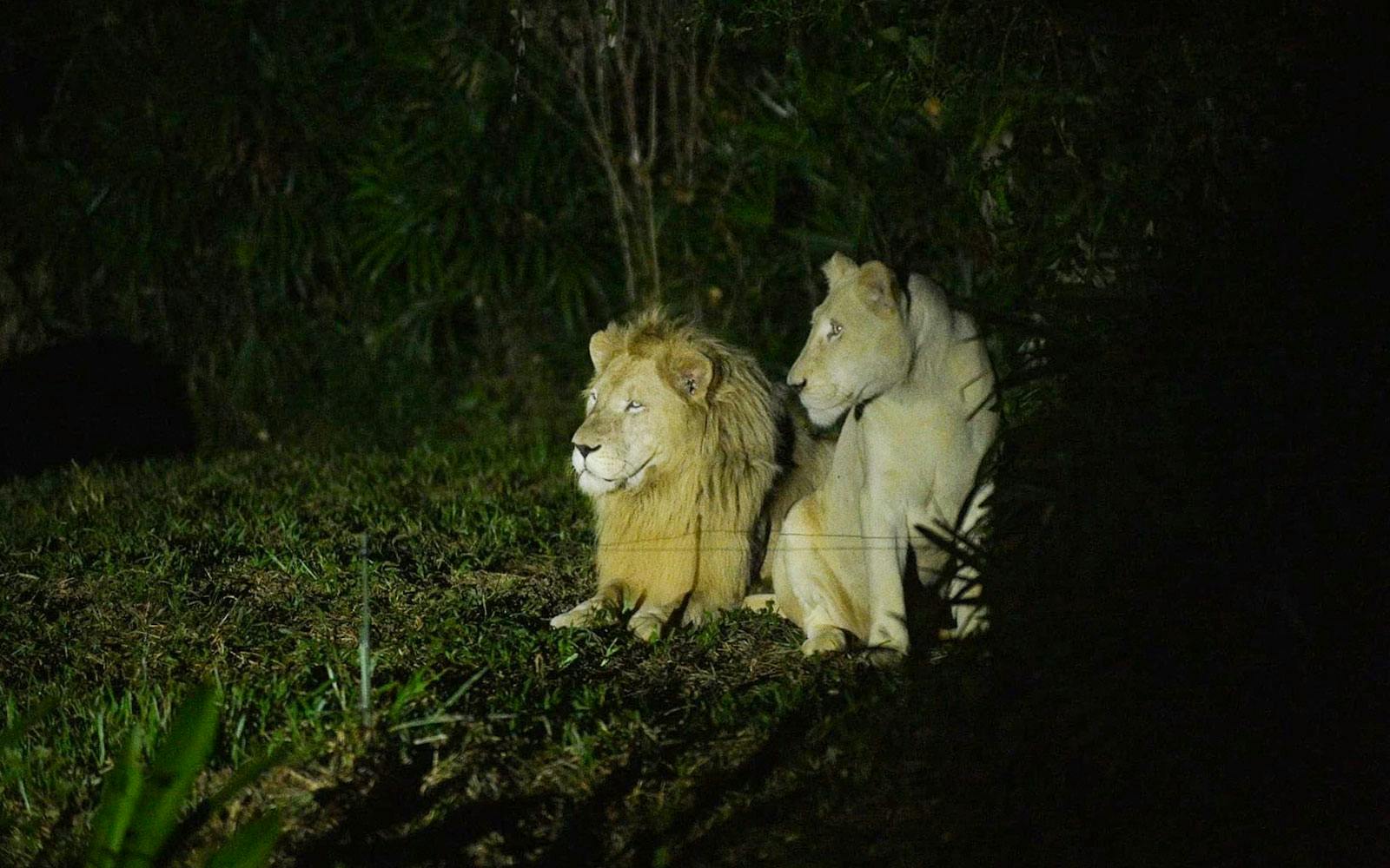 Vinpearl Safari Phu Quoc Entry Ticket Image 4
