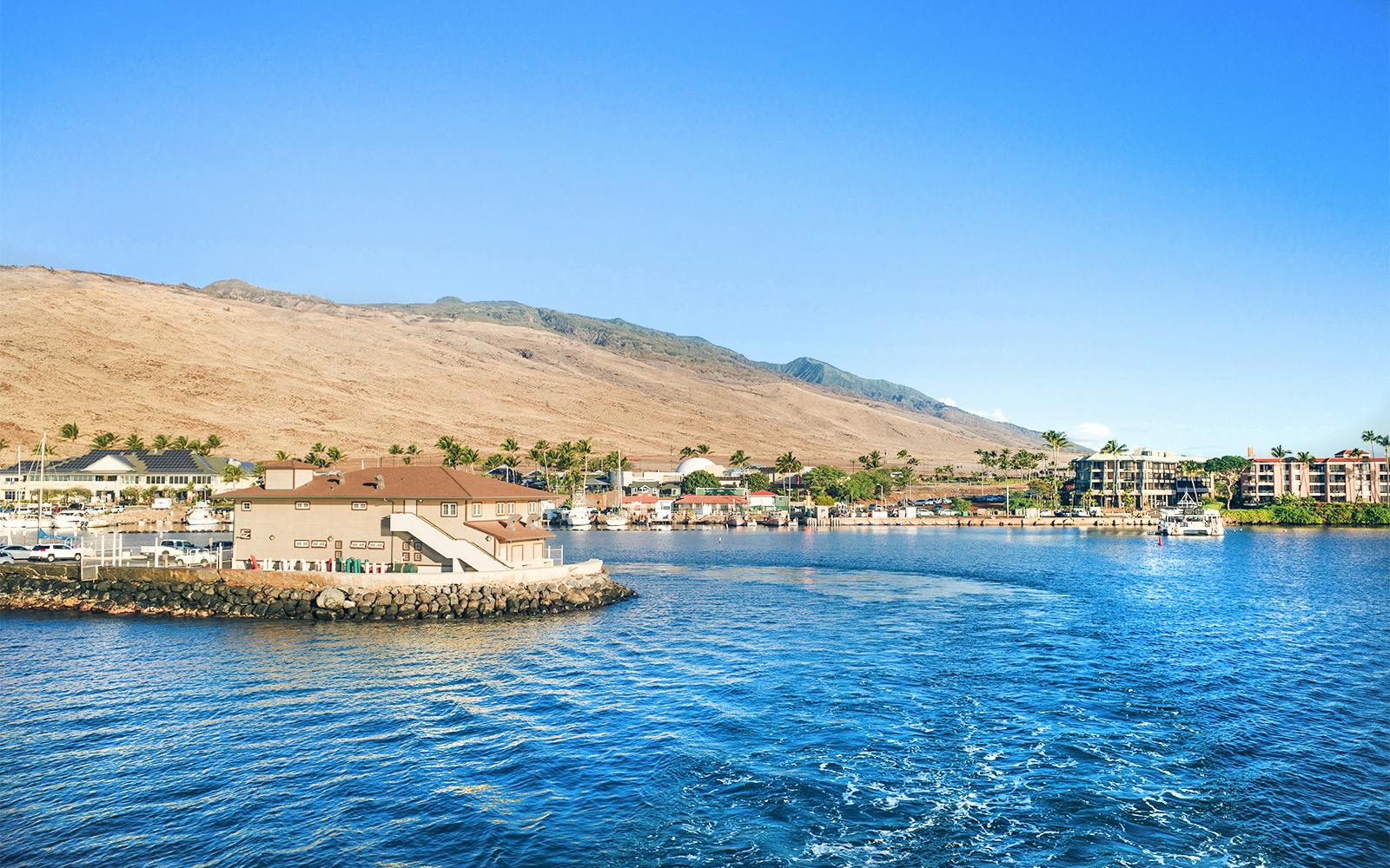 Whale Watching Cruise from Maʻalaea Harbor Image 5