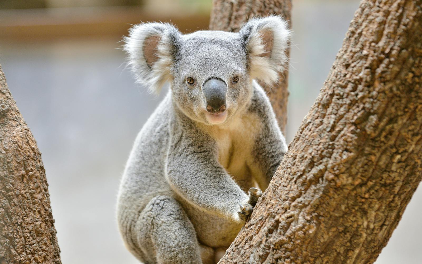 WILD LIFE Sydney Zoo Tickets Image 2