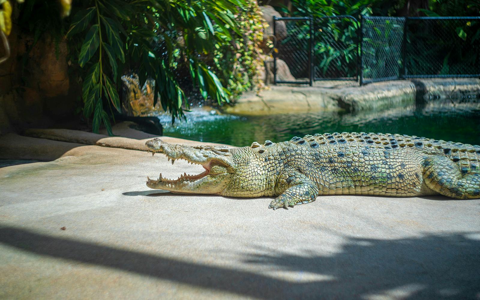 WILD LIFE Sydney Zoo Tickets Image 4