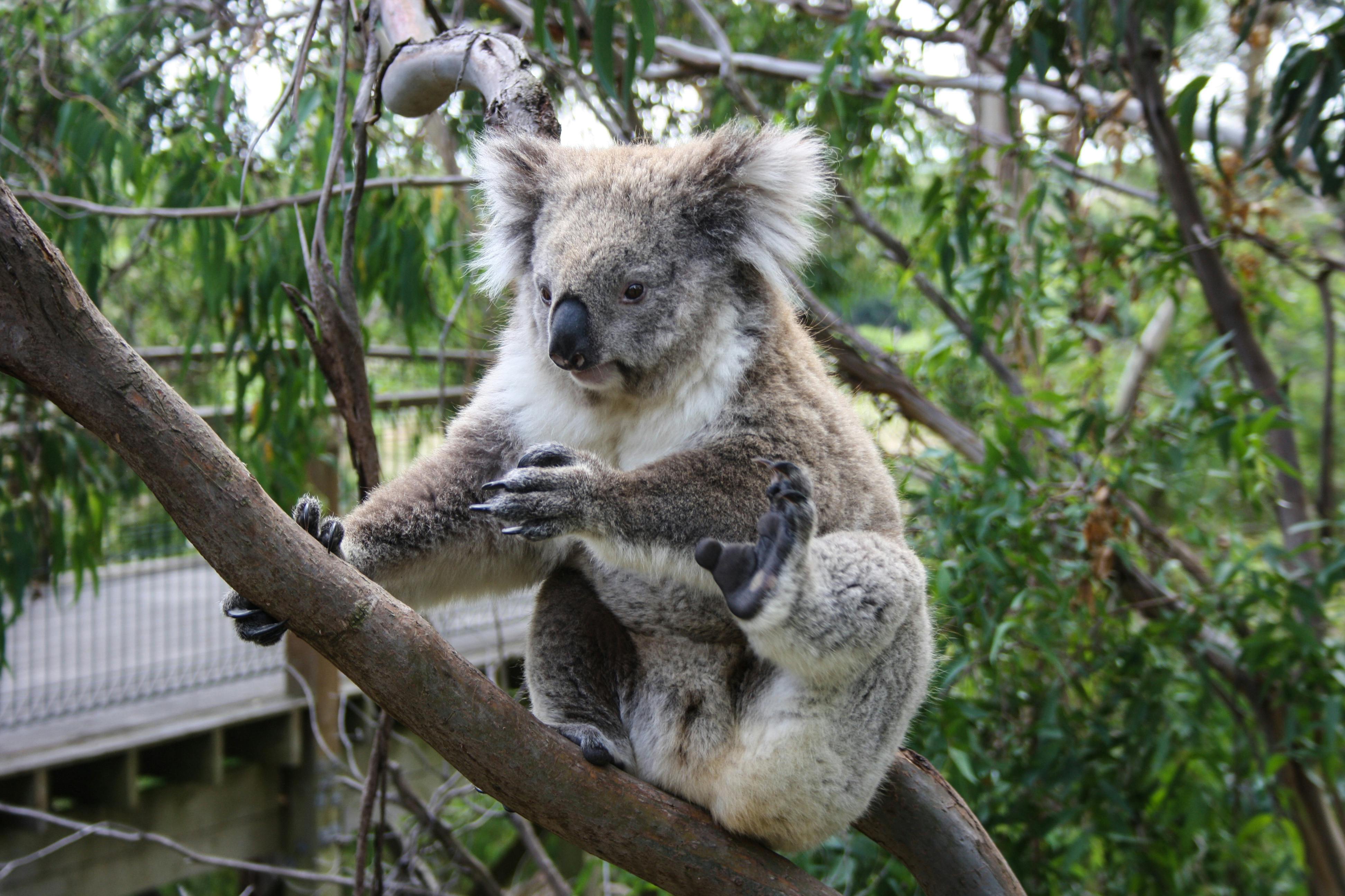 WILD LIFE Sydney Zoo Tickets Image 7