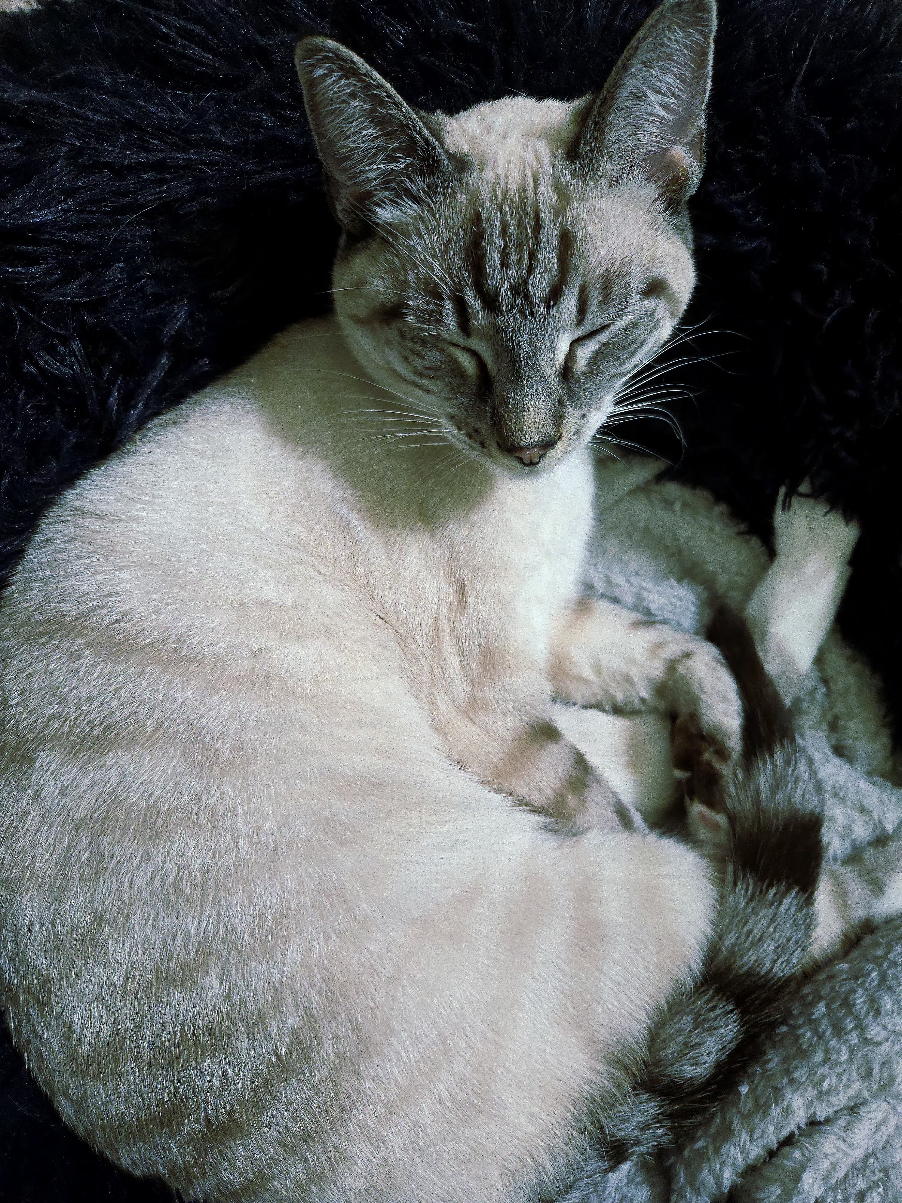 katchikka