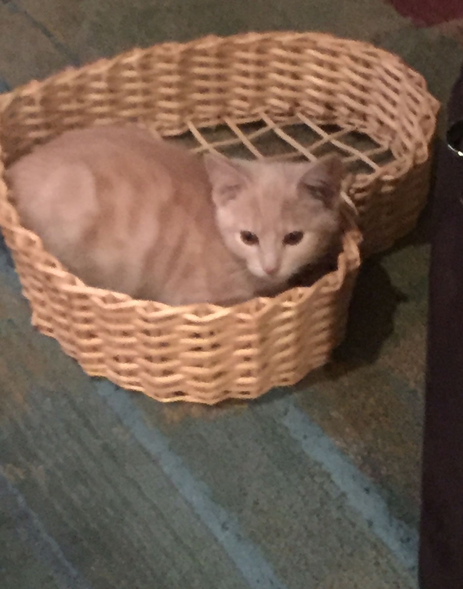 peaches