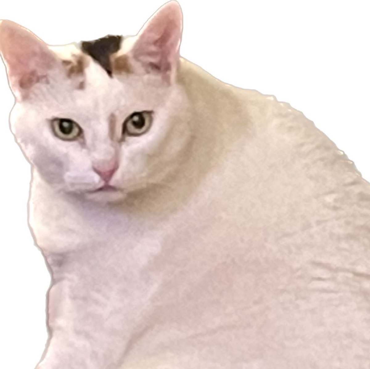 mementocat