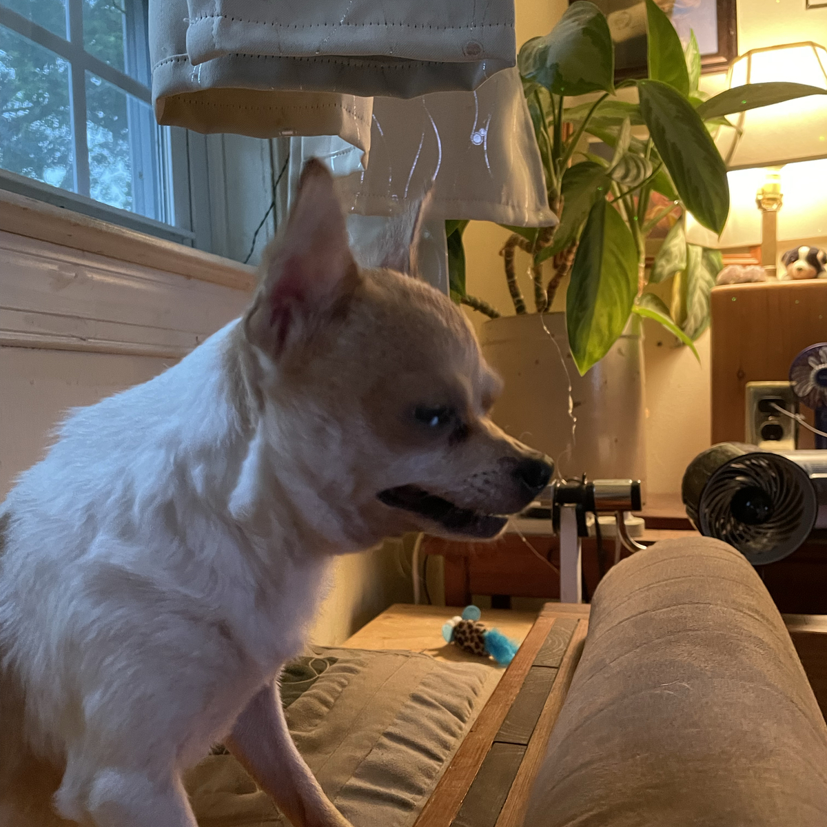Datdemondawg72