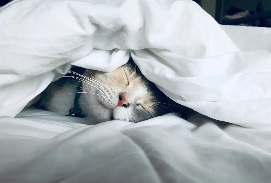 Se Coucher Tard au Chômage ? La Science Pour Casser le Cercle Vicieux et Relancer Votre Carrière