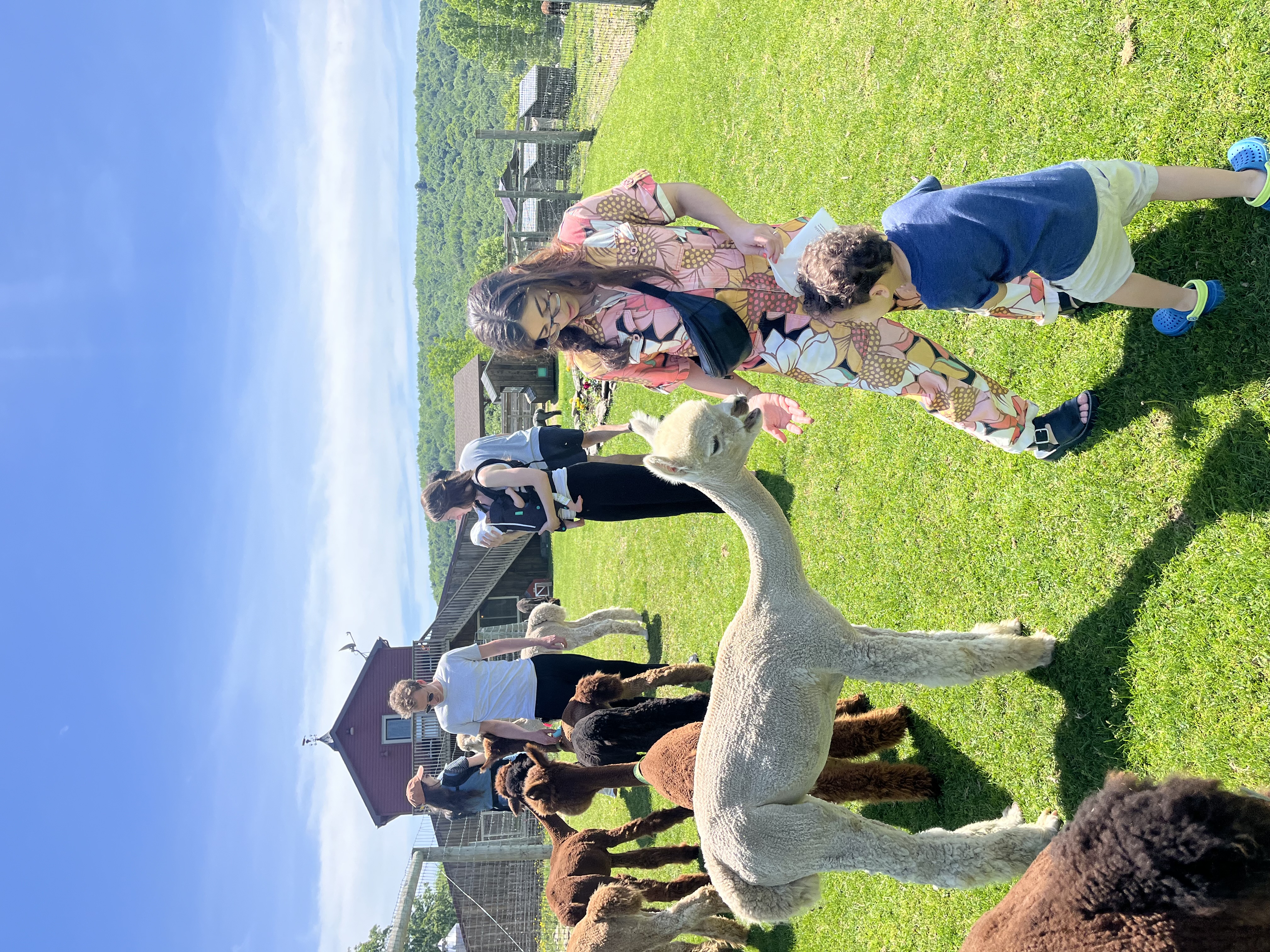 Buck Brook Alpacas