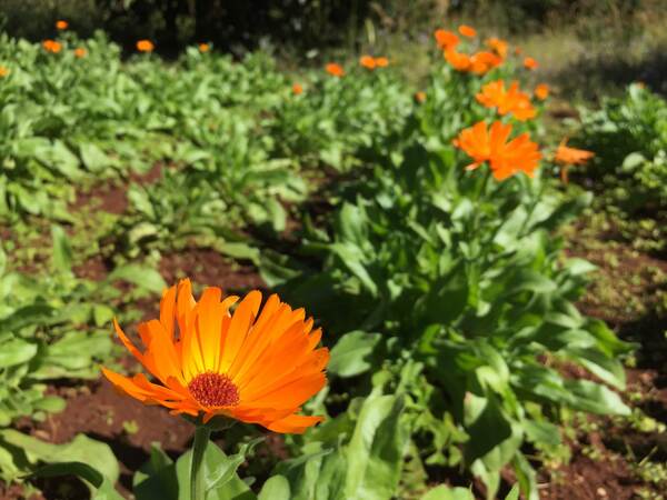 ハーブの自生風景