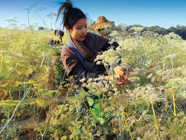 畑のハーブの収穫風景