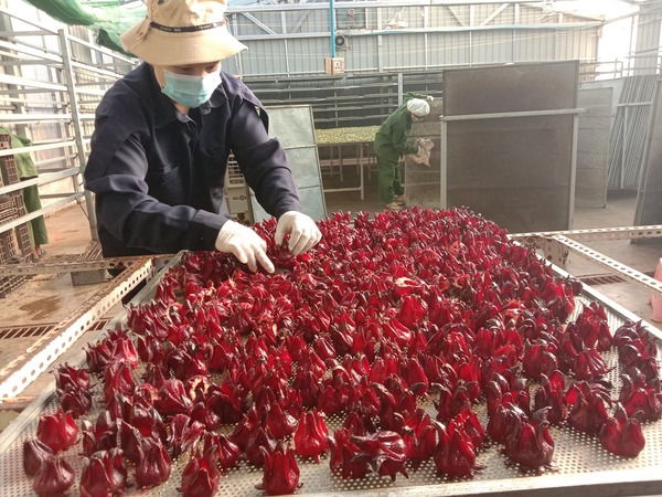 BORDERLESS FARM社の品質管理2