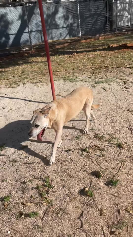 FOUND PET - Kaimiloa Elementary, Ewa Beach, Oahu | Stolen Stuff Hawaii