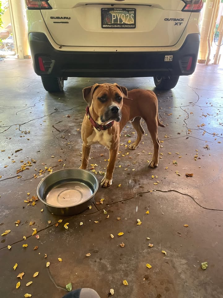 FOUND PET - Waialua High School, Waialua, Oahu | Stolen Stuff Hawaii