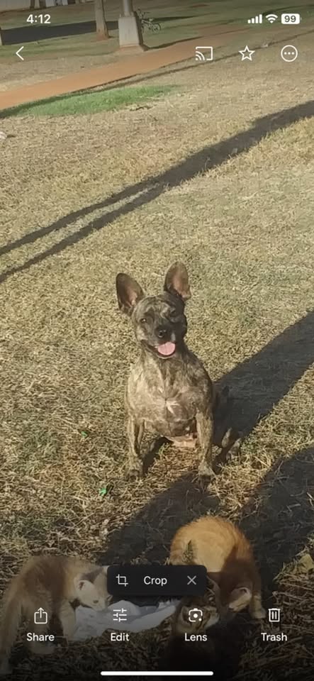 LOST PET - Ka Makana Alii Center, Kapolei, Oahu | Stolen Stuff Hawaii