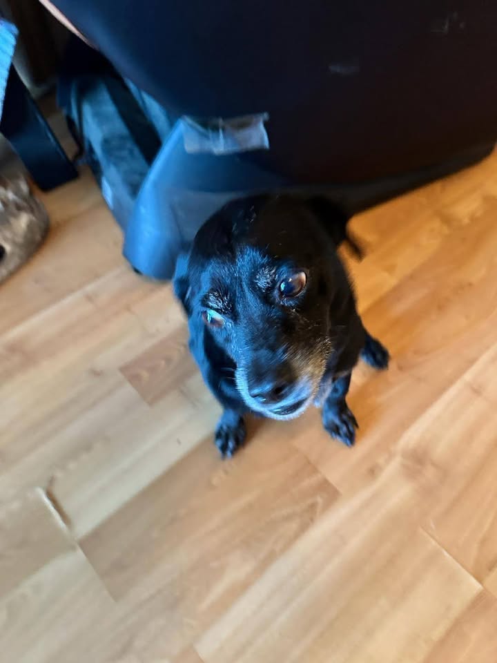 FOUND PET - 91-384 Komohana Place, Hawaii | Stolen Stuff Hawaii