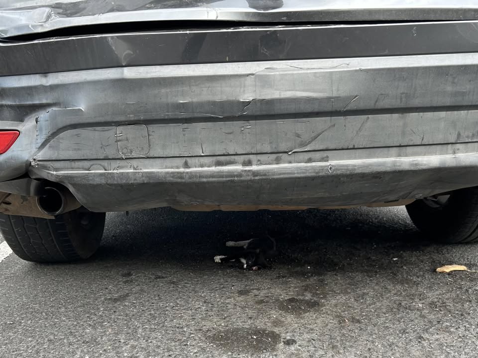 FOUND PET - Walgreens, School Street, Honolulu | Stolen Stuff Hawaii