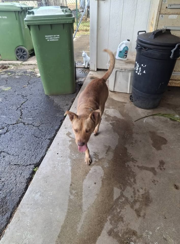 FOUND PET - Waimanalo Homestead, Nakini Street and Kaaiai Street, Oahu | Stolen Stuff Hawaii