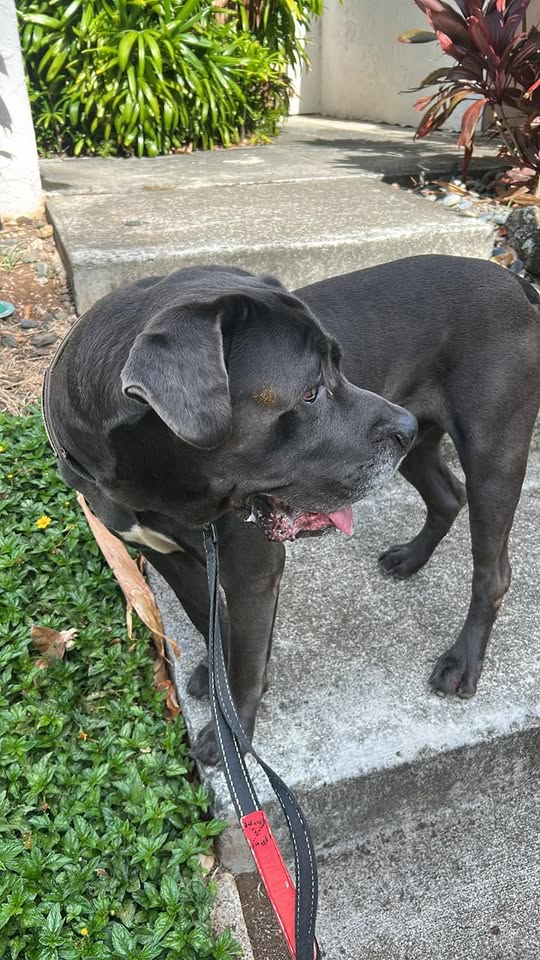 FOUND PET - Kawaihae Street, Honolulu, Oahu | Stolen Stuff Hawaii