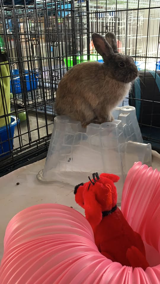 LOST PET - Upper Makakilo, Oahu | Stolen Stuff Hawaii
