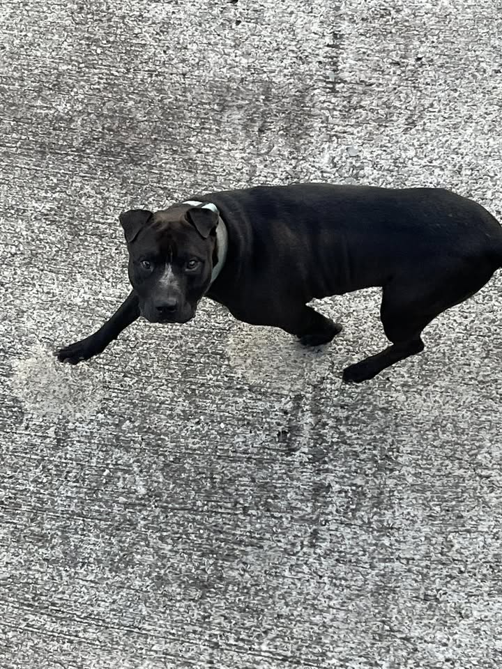 ANIMAL SIGHTING - Kina Street, Kailua, Oahu | Stolen Stuff Hawaii
