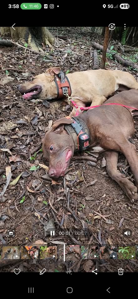 LOST PET - Wahiawa, Oahu | Stolen Stuff Hawaii
