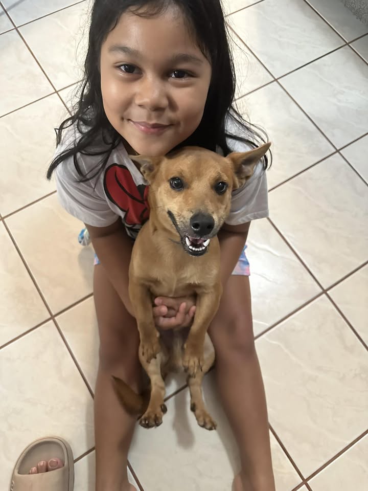 LOST PET - Maili Sea Country, Waianae, Oahu | Stolen Stuff Hawaii